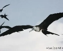 Fregata magnificens 