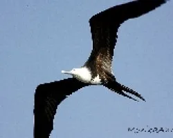 Fregata magnificens 