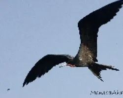 Fregata magnificens