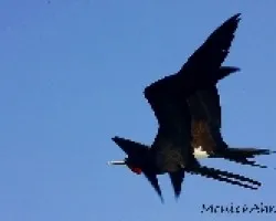 Fregata magnificens