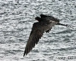 Fregata magnificens