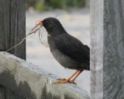 Turdus fuscater