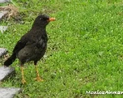 Turdus fuscater