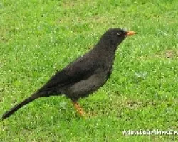 Turdus fuscater
