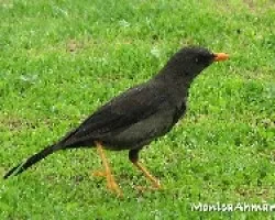 Turdus fuscater