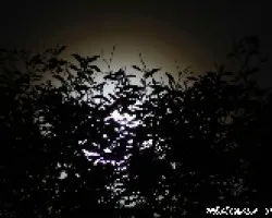 DETRAS DE UN ARBOL