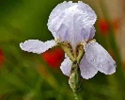 FLOR