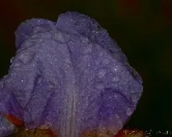 FLOR