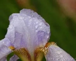 FLOR