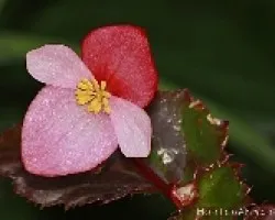 FLOR