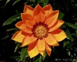 FLOR