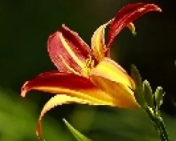 FLOR