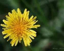 pequeña flor