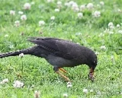 Turdus fuscater