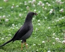 Turdus fuscater