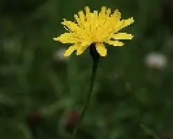 Taraxacum officinale 