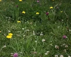 Taraxacum officinale