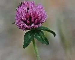 IDENTIFICAR