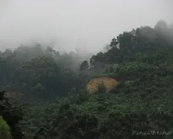 neblina en la montaña