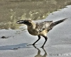 identificar