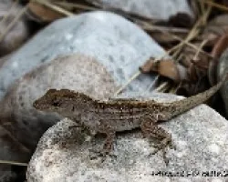 LAGARTIJA
