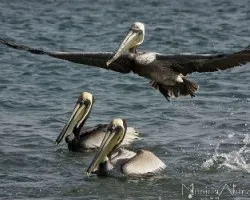 reto del mes animales volando