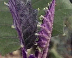Hoja de Solanum quitoense