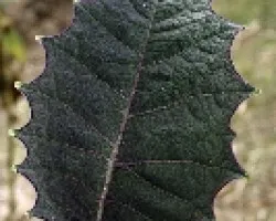 Hoja de Solanum quitoense