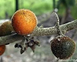 Solanum quitoense