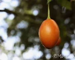 Solanum betaceum