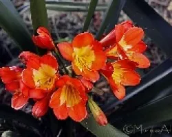 flor