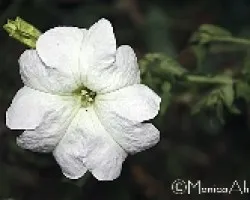 flor