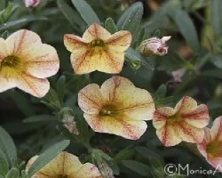 identificar