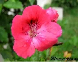 flor rosada