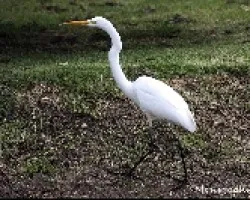 Ardea alba