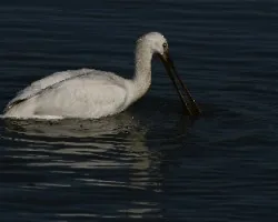 Platalea leucorodia