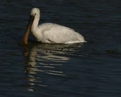 Platalea leucorodia