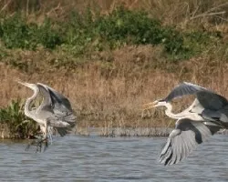 Ardea cinerea