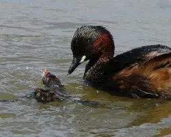 Tachybaptus ruficollis