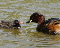 Tachybaptus ruficollis