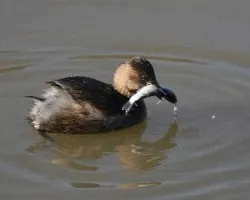 Tachybaptus ruficollis