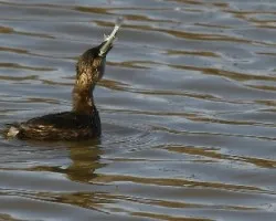 Tachybaptus ruficollis