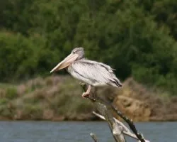 Pelecanos occidentalis