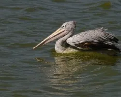 Pelecanus occidentalis