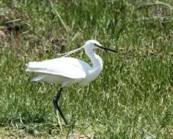 Egretta thula