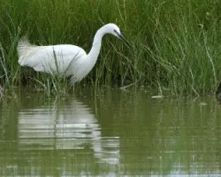 Egretta thula