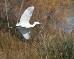 Egretta thula