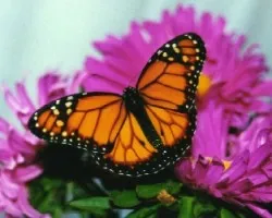 Danaus erippus (Familia: Nymphalidae)