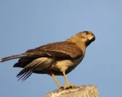Milvago chimango