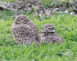 Athene cunicularia